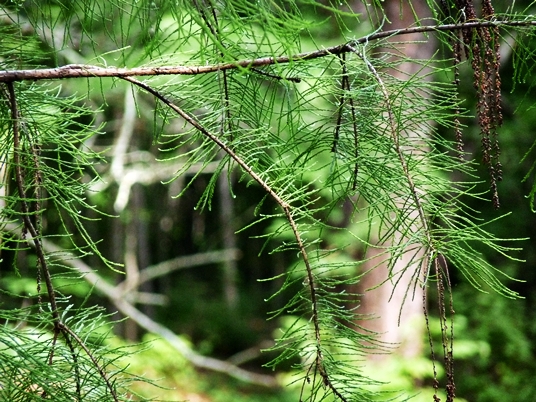 {Taxodium ascendens}